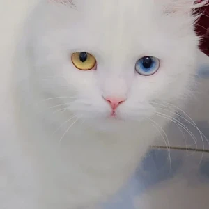 A White Persian Cat Missing from Sona, Ghamroj Petrol Pump area