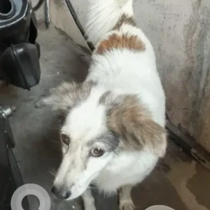 A White-Brown Mix Pomeranian Dog Found from Indira Nagar, Adyar