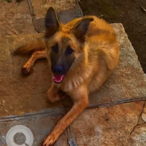 A Black and Brown German Shepherd Dog Missing from Naigaon East, Vasai Virar