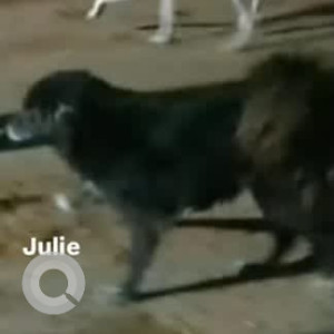 A Black Indie Dog Missing from Pramodha Layout, Bengaluru
