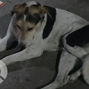 A Black and White Indie Dog Missing from Sita Puri