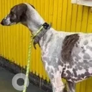 A White-Brown Mix Chippirai Dog Found from Harlur Road