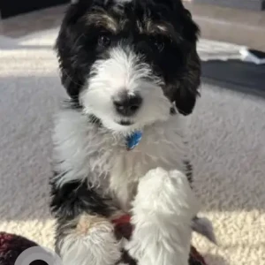 A Black and White Mini Bernadoodle Dog Missing from Brookside Ln & Ridgewood Ln