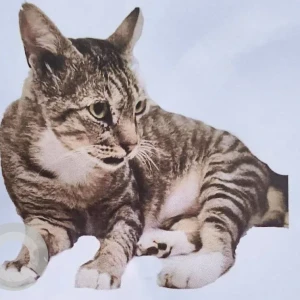 A Black and Brown Indie Cat Missing from Majorda Salcete