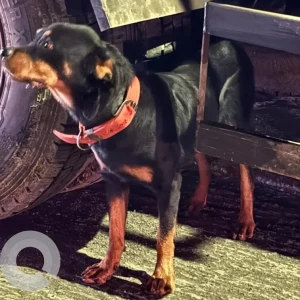 A Black and Brown Rottweiler Dog Found from Perambur-3
