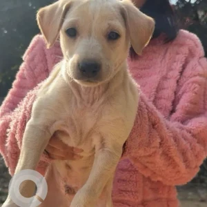 Male Indie Dog Adoption for Adoption in Dwarka sec14