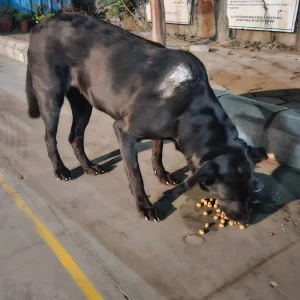 A Black Labrador mix Dog Missing from RTO office, Dwarka, Sector 10