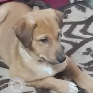 A Brown Indie mix Dog Missing from New Ashok Nagar Metro Station