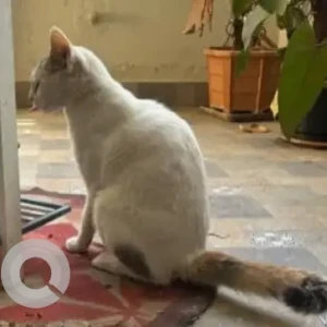 A White Indie Cat Found from Koramangala 5th block-4