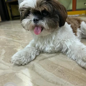 A White-Brown Mix Shih Tzu Dog Missing from Lalapet, Secunderabad-3