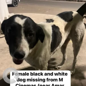 A Black and White Indie Dog Found from Lajpat Nagar