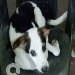 A Black and White Indie Dog Missing from Ration Godown, Joltank