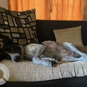 A Black and White Indie Dog Missing from Garfa, Kolkata-3