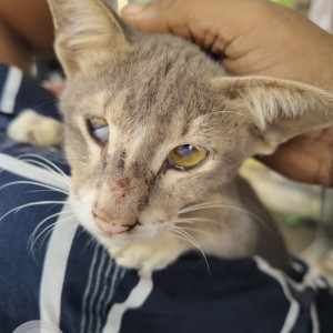 A White and Grey Indie Cat Found from Jogeshwari West, Mumbai