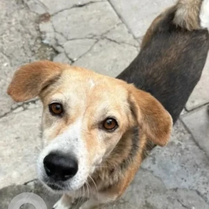 A Black and Brown Indie Dog Missing from Chanakyapuri