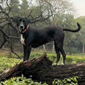 A Black and White Indie Dog Missing from R block Hauz Khas enclave