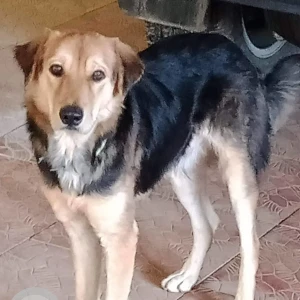A Black and Brown Indie mix Dog Missing from Madhapur area