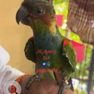 A Green Blue Throated conure Bird Missing from Whitefield, Bengaluru-3
