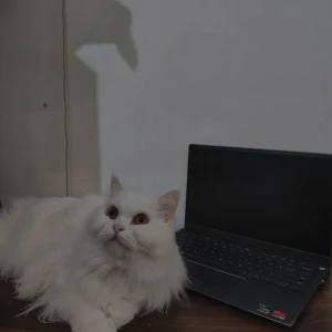 A White Persian Cat Missing from Shivaji Nagar, Bengaluru-3