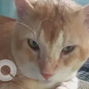 A Orange Indie Cat Missing from Velachery Near Raja Street