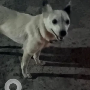 A White Indie Dog Found from Fulbari