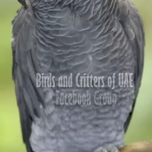 A Grey African grey parrot Bird Missing from Ravi Restaurant, Al Satwa