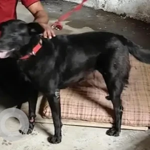 A Black Labrador Dog Found from Aga Abbas Ali road, Ulsoor-4