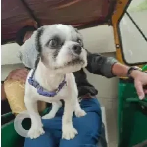 A Grey-White Mix Shih Tzu Dog Found from Bassappa Road