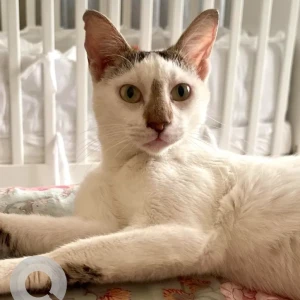 A White Domestic Shorthair Cat Missing from al Rawdha area