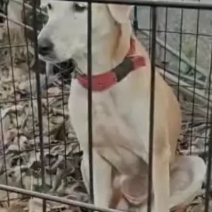 A White-Brown Mix Indie Dog Found from Sector 46, Noida