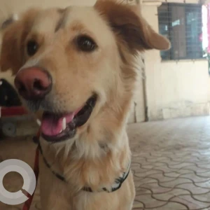 A Light Brown Golden Retriever Dog Found from Ulwe, Navi Mumbai