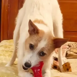 A White-Brown Mix Indie Jack Russells mix Dog Missing from Ashok Nagar, Bengaluru