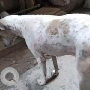 A White Indie Dog Missing from New Delhi-2