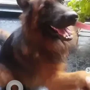 A Black and Brown German Shepherd Dog Found from Ullal main road, Vishweshwaraiah layout 3rd block-2