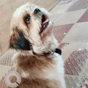 A White-Brown Mix Shih Tzu Dog Missing from Manjula enclave road, Chikkabidarakallu