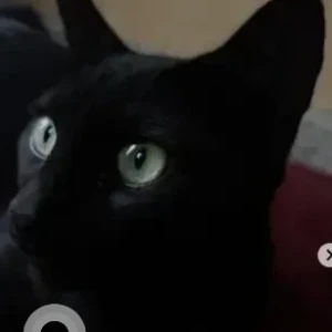 A Black Indie Cat Missing from Kaval Bairasandra, Bengaluru-2