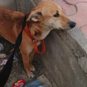 A Brown Indie Dog Found from Antariksh Nature, Sector 52