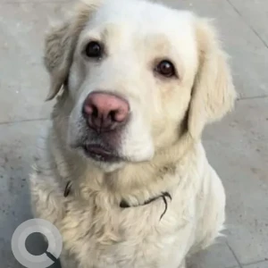 A White Indie Dog Missing from Rajas Society, Plot no 82, Katraj