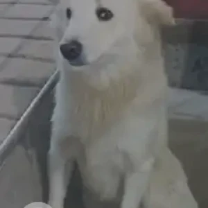 A White Pomeranian Dog Found from Zudio, Burari