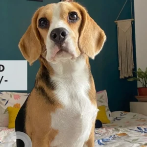 A White-Brown Mix Beagle Dog Missing from Khanapara