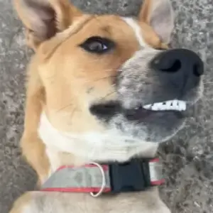 A White-Brown Mix Indie Dog Missing from Hesarghatta-4