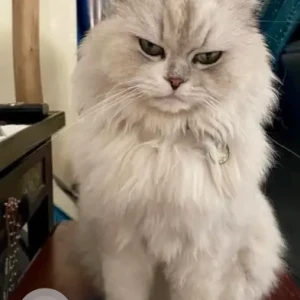 A White Chinchilla Persian Cat Cat Missing from umm seqeim, near kite beach area