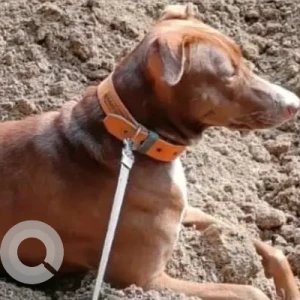 A White-Brown Mix Indie Dog Missing from Navi Mumbai-4