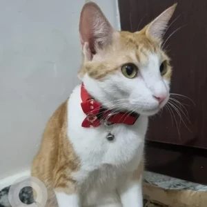 A White-Brown Mix Ginger Cat Missing from Vaikuntam layout, AECS-2