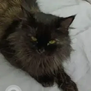 A Black Persian Cat Missing from hamed centre same building block B