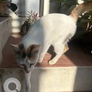 A White Indie Cat Found from Koramangala 5th block-3