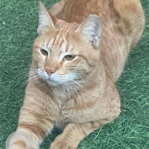 A Golden Mix Cat Missing from Wasl Square, Safa 1