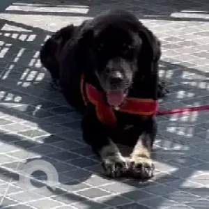 A Black and White Indie Dog Missing from Bijeshwori Sainik School-2