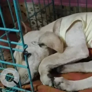 A White Indie Dog Found from Vinayaka Nagara