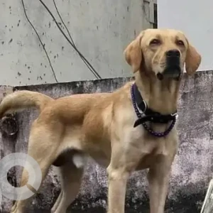 A White-Brown Mix Indie Dog Missing from Thirumullaivoyal, Chennai